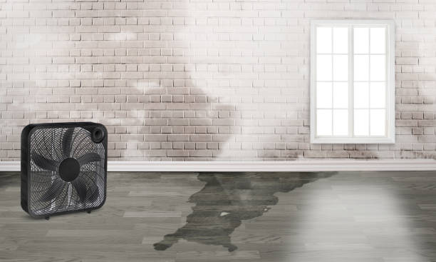 Best Water damage restoration company  in San Carlos, TX